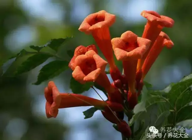 家庭花卉盆栽文竹的养护方法，绿萝文竹……100种家庭花卉养护大全，解决你所有的养花问题