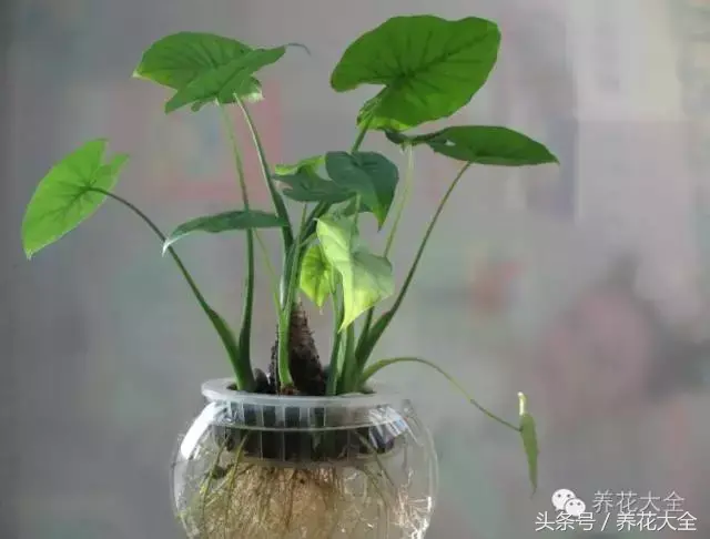 家庭花卉盆栽文竹的养护方法，绿萝文竹……100种家庭花卉养护大全，解决你所有的养花问题