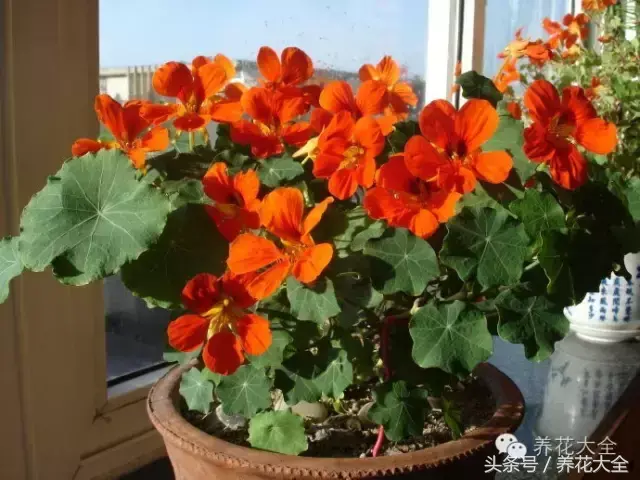 家庭花卉盆栽文竹的养护方法，绿萝文竹……100种家庭花卉养护大全，解决你所有的养花问题