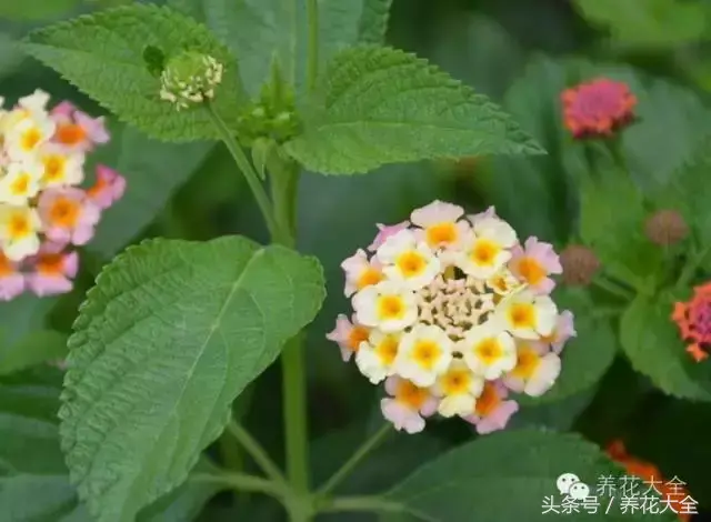 家庭花卉盆栽文竹的养护方法，绿萝文竹……100种家庭花卉养护大全，解决你所有的养花问题