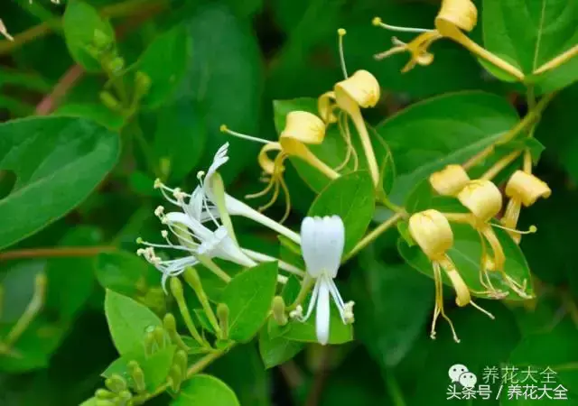 家庭花卉盆栽文竹的养护方法，绿萝文竹……100种家庭花卉养护大全，解决你所有的养花问题