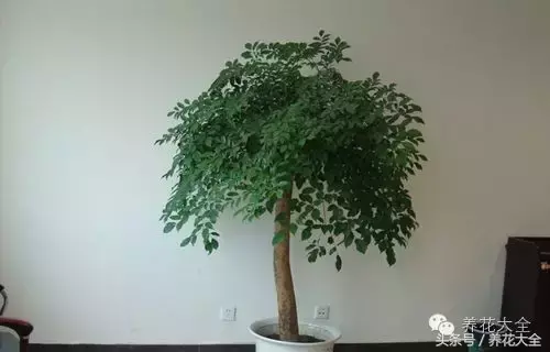 家庭花卉盆栽文竹的养护方法，绿萝文竹……100种家庭花卉养护大全，解决你所有的养花问题