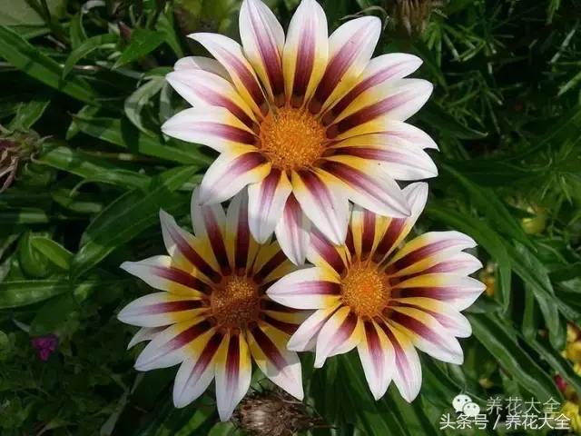 家庭花卉盆栽文竹的养护方法，绿萝文竹……100种家庭花卉养护大全，解决你所有的养花问题