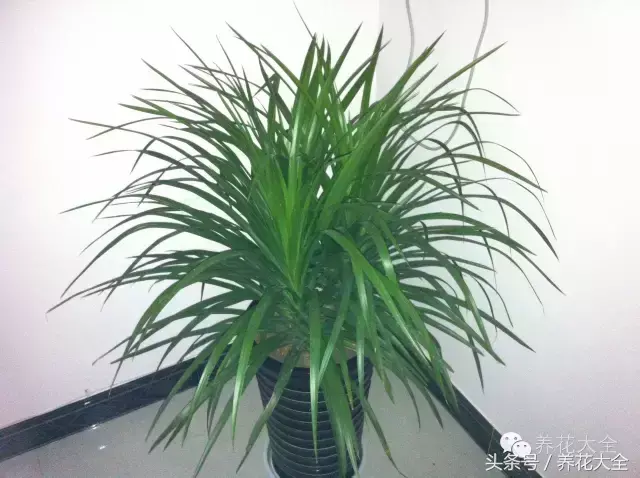 家庭花卉盆栽文竹的养护方法，绿萝文竹……100种家庭花卉养护大全，解决你所有的养花问题
