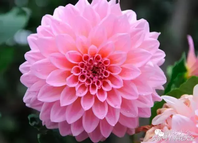 家庭花卉盆栽文竹的养护方法，绿萝文竹……100种家庭花卉养护大全，解决你所有的养花问题