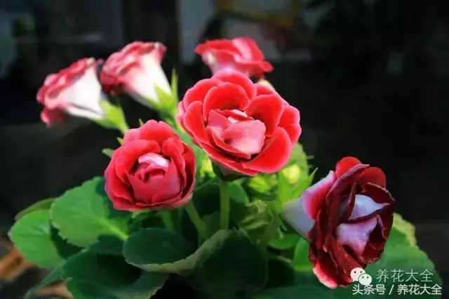 家庭花卉盆栽文竹的养护方法，绿萝文竹……100种家庭花卉养护大全，解决你所有的养花问题