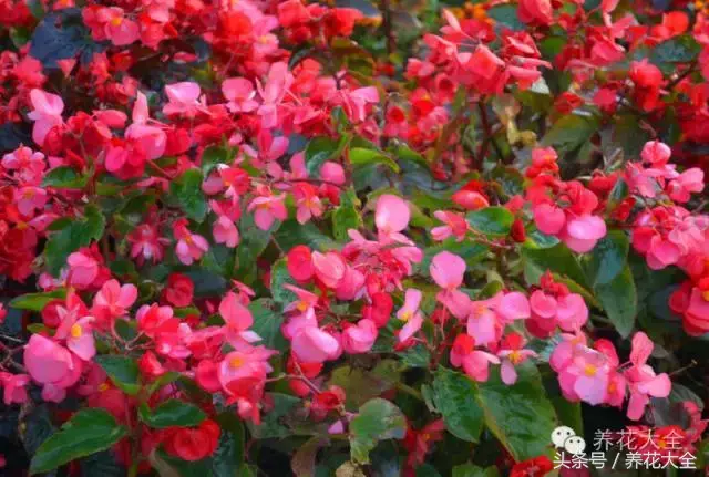 家庭花卉盆栽文竹的养护方法，绿萝文竹……100种家庭花卉养护大全，解决你所有的养花问题