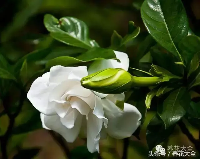 家庭花卉盆栽文竹的养护方法，绿萝文竹……100种家庭花卉养护大全，解决你所有的养花问题