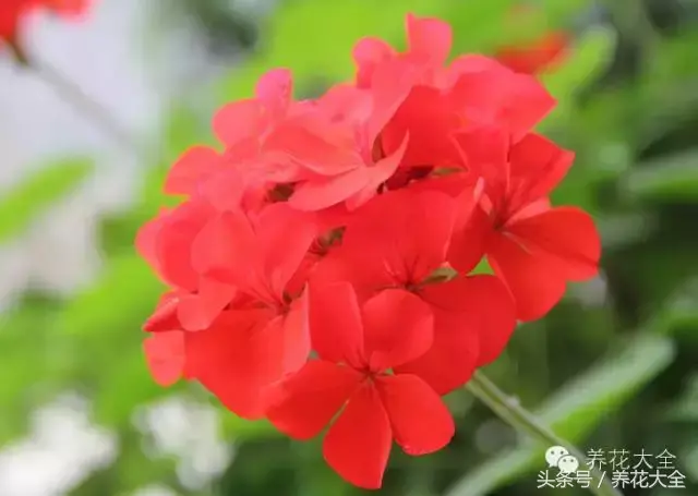 家庭花卉盆栽文竹的养护方法，绿萝文竹……100种家庭花卉养护大全，解决你所有的养花问题