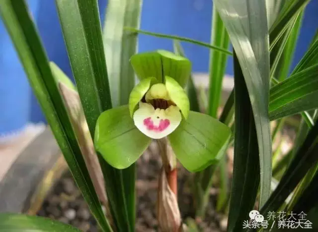 家庭花卉盆栽文竹的养护方法，绿萝文竹……100种家庭花卉养护大全，解决你所有的养花问题