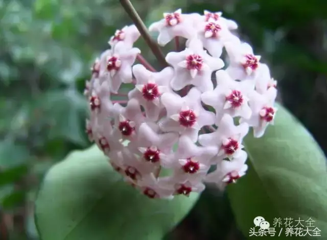 家庭花卉盆栽文竹的养护方法，绿萝文竹……100种家庭花卉养护大全，解决你所有的养花问题