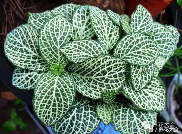 家庭花卉盆栽文竹的养护方法，绿萝文竹……100种家庭花卉养护大全，解决你所有的养花问题