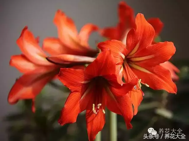 家庭花卉盆栽文竹的养护方法，绿萝文竹……100种家庭花卉养护大全，解决你所有的养花问题