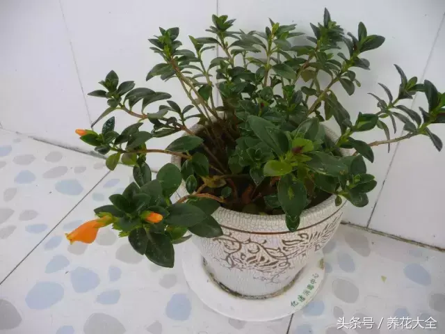 家庭花卉盆栽文竹的养护方法，绿萝文竹……100种家庭花卉养护大全，解决你所有的养花问题