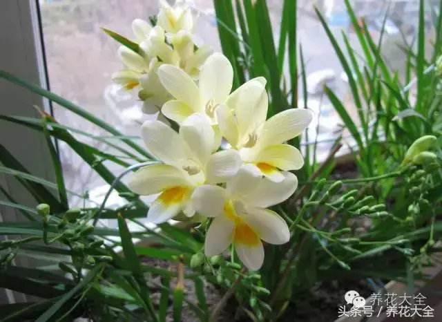 家庭花卉盆栽文竹的养护方法，绿萝文竹……100种家庭花卉养护大全，解决你所有的养花问题