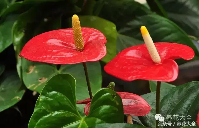 家庭花卉盆栽文竹的养护方法，绿萝文竹……100种家庭花卉养护大全，解决你所有的养花问题