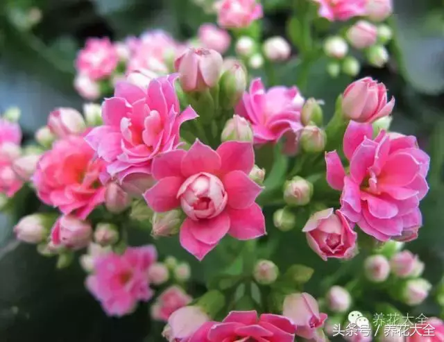 家庭花卉盆栽文竹的养护方法，绿萝文竹……100种家庭花卉养护大全，解决你所有的养花问题