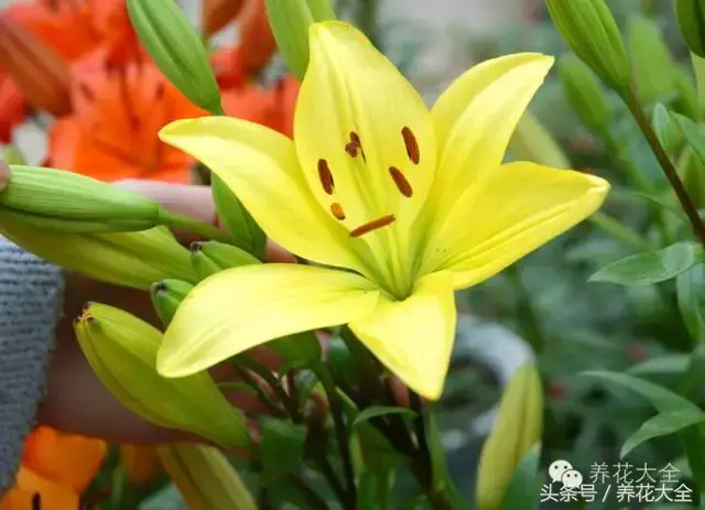 家庭花卉盆栽文竹的养护方法，绿萝文竹……100种家庭花卉养护大全，解决你所有的养花问题