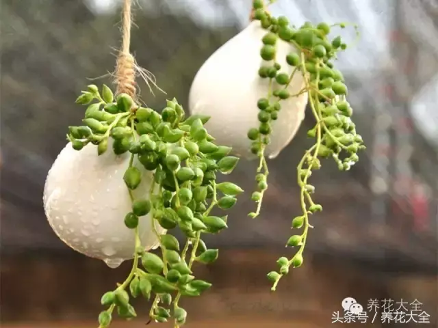 家庭花卉盆栽文竹的养护方法，绿萝文竹……100种家庭花卉养护大全，解决你所有的养花问题