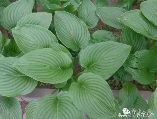 家庭花卉盆栽文竹的养护方法，绿萝文竹……100种家庭花卉养护大全，解决你所有的养花问题