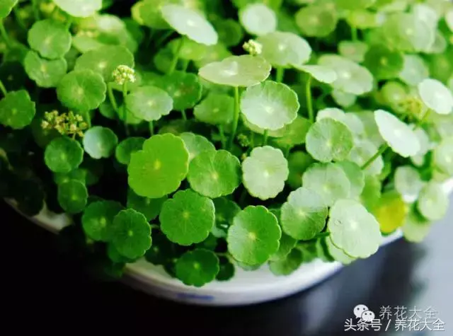 家庭花卉盆栽文竹的养护方法，绿萝文竹……100种家庭花卉养护大全，解决你所有的养花问题