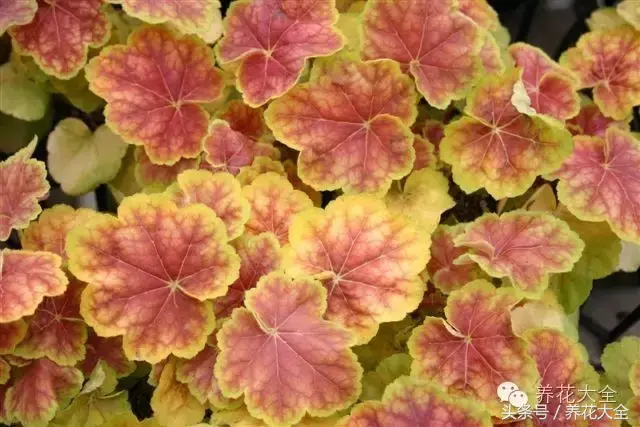 家庭花卉盆栽文竹的养护方法，绿萝文竹……100种家庭花卉养护大全，解决你所有的养花问题