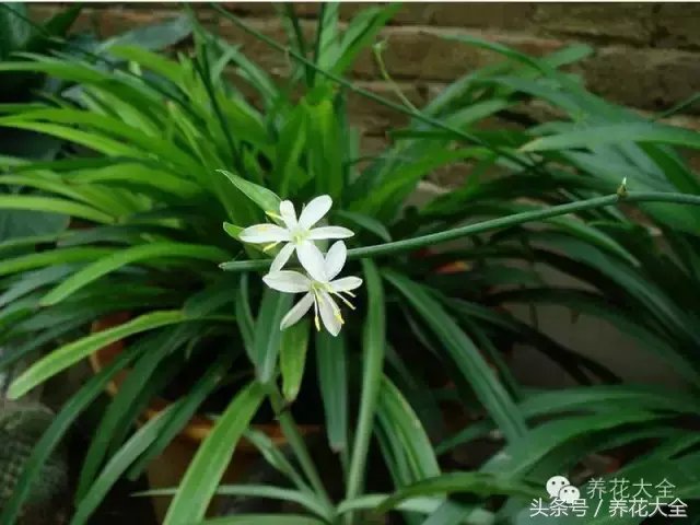 家庭花卉盆栽文竹的养护方法，绿萝文竹……100种家庭花卉养护大全，解决你所有的养花问题