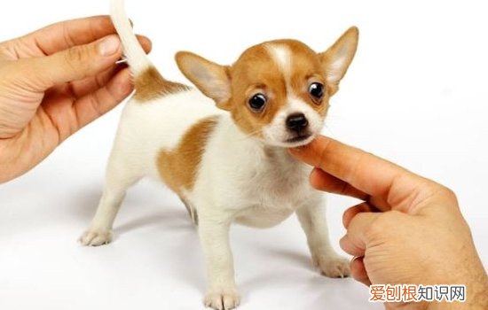 秋田犬尴尬期特征 秋田犬尴尬期该怎么办