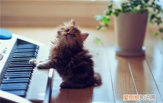 猫玩具怎么选 选择猫玩具要注意什么