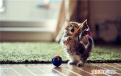 猫玩具怎么选 选择猫玩具要注意什么