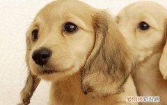 金毛拆家吗 换牙期间要多注意小金毛哦！