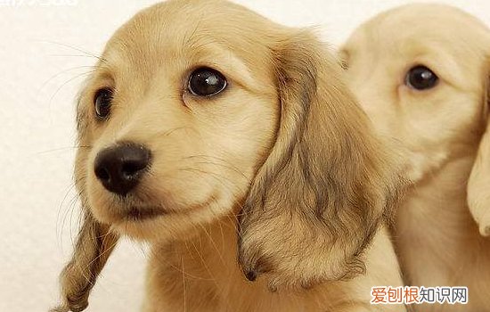 金毛拆家吗 换牙期间要多注意小金毛哦！