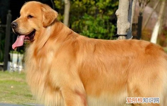 金毛拆家吗 换牙期间要多注意小金毛哦！