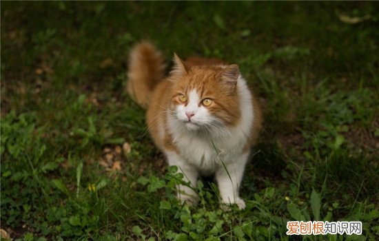 猫喜欢破坏盆栽怎么办 怎么才能阻止猫搞破坏