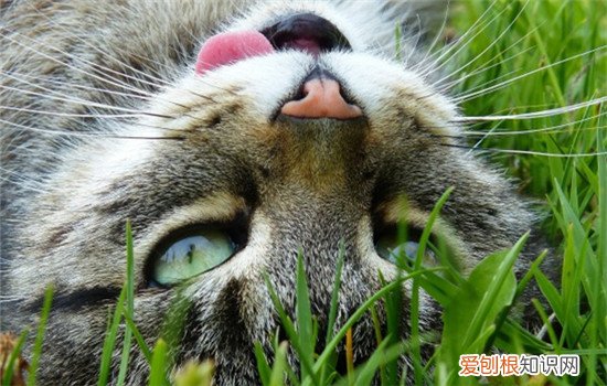 猫喜欢破坏盆栽怎么办 怎么才能阻止猫搞破坏