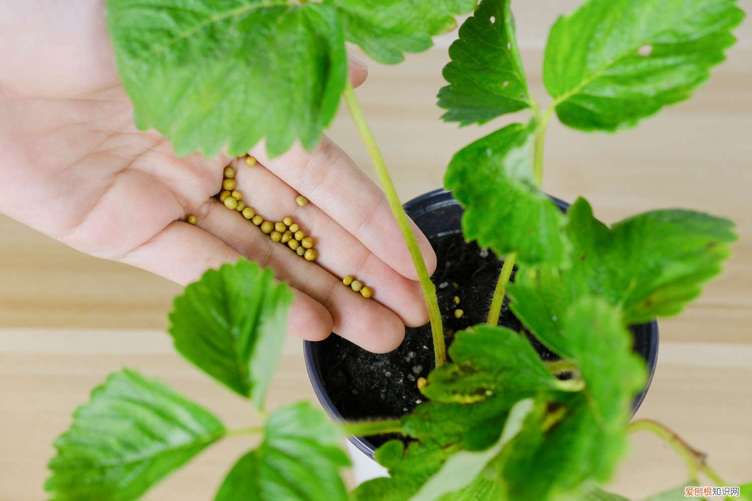 草莓怎么种 种植方法 草莓怎么种植，怎么栽培