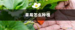 草莓怎么种 种植方法 草莓怎么种植，怎么栽培