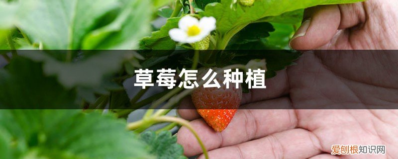 草莓怎么种 种植方法 草莓怎么种植，怎么栽培