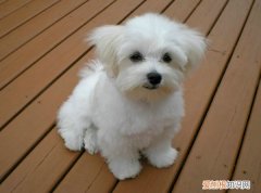 什么狗最可爱最萌又好养 什么狗最可爱最萌