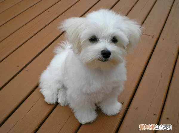 什么狗最可爱最萌又好养 什么狗最可爱最萌
