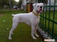 狗狗细小症状怎么治疗 狗狗细小症状