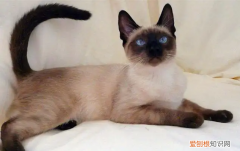 暹罗猫为什么冬天会越来越黑?,暹罗猫为什么越来越黑会变回来吗,暹罗猫变黑能白回去吗