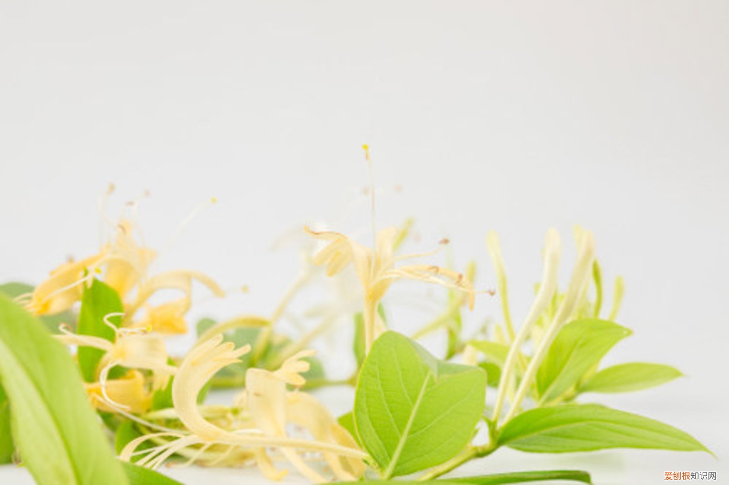 金银花的种植方法 金银花怎么种植，金银花图片