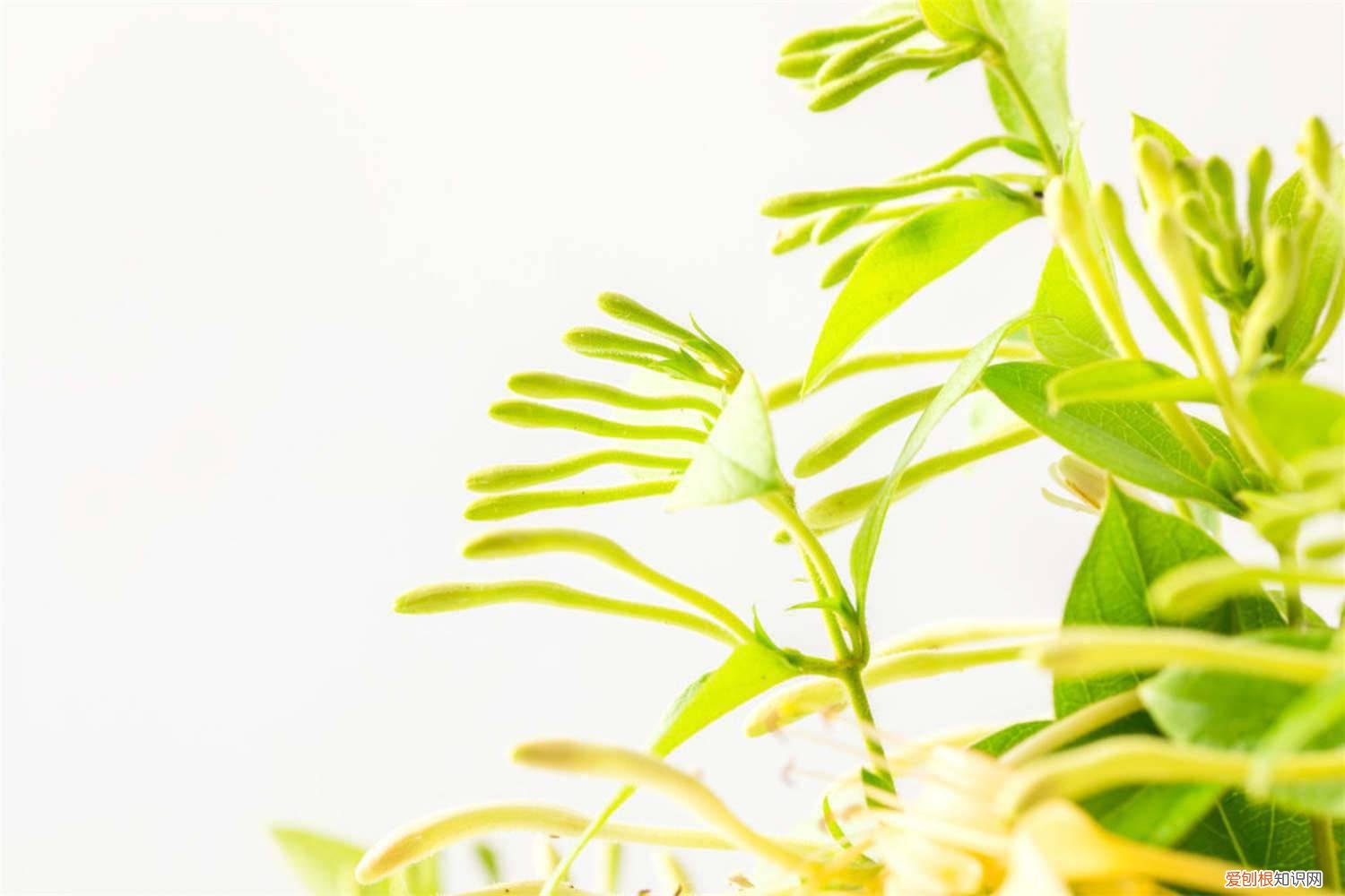 金银花的种植方法 金银花怎么种植，金银花图片