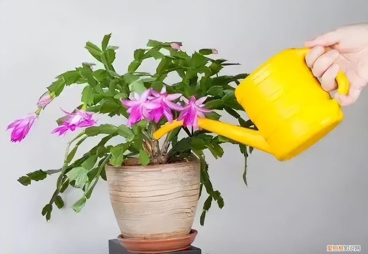 养花浇水小常识，养花不会浇水的人，记住4句“顺口溜”，再也不会“水大烂根”