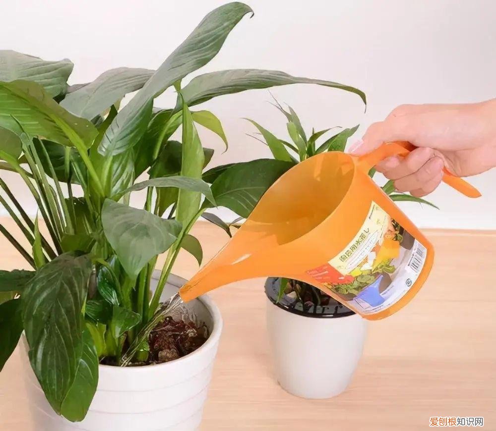 养花浇水小常识，养花不会浇水的人，记住4句“顺口溜”，再也不会“水大烂根”