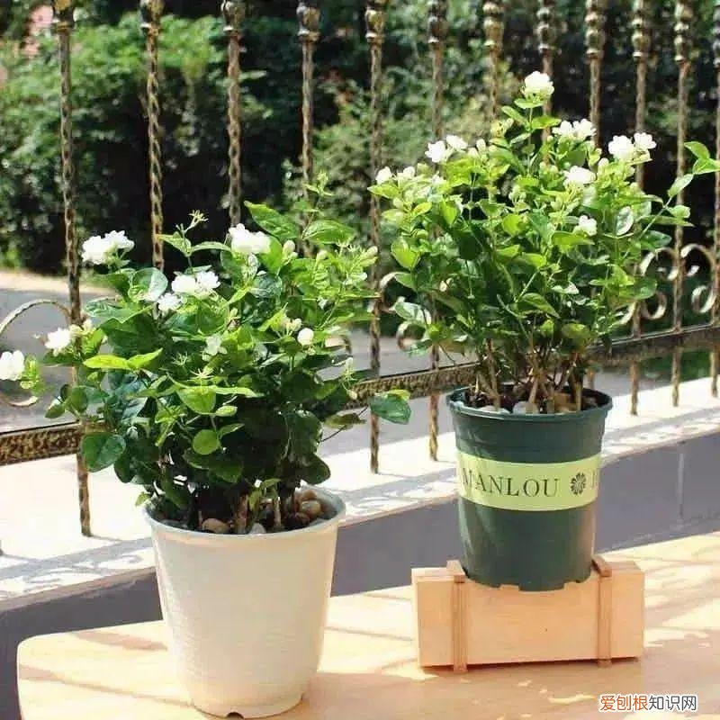 养花浇水小常识，养花不会浇水的人，记住4句“顺口溜”，再也不会“水大烂根”