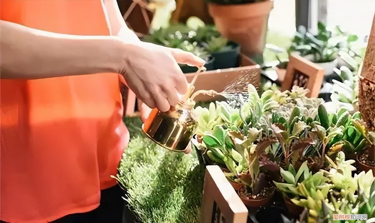 养花浇水小常识，养花不会浇水的人，记住4句“顺口溜”，再也不会“水大烂根”