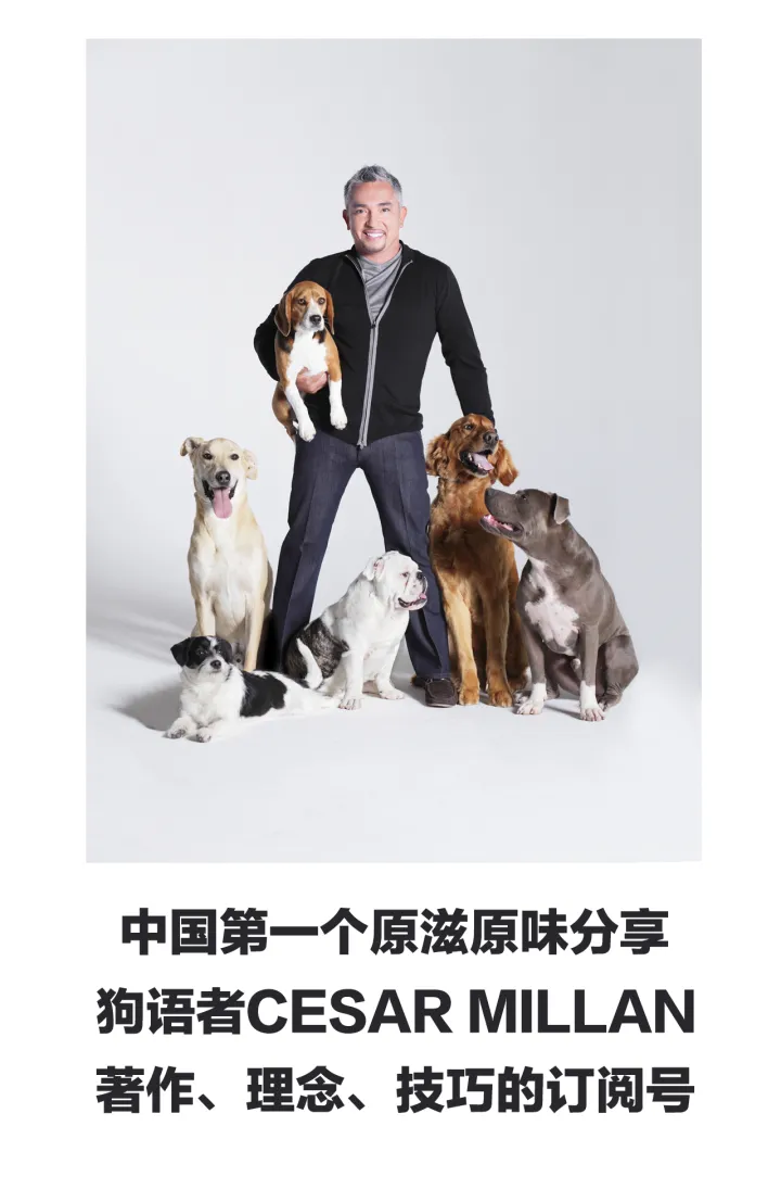 怼语音狗的句子，【狗语者说-104-】“养狗十问”-答对了这些问题你就可以养狗了