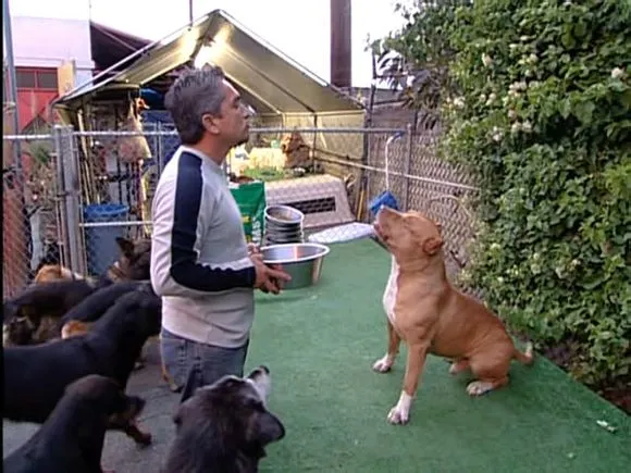 怼语音狗的句子，【狗语者说-104-】“养狗十问”-答对了这些问题你就可以养狗了